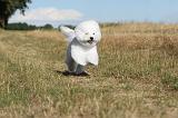 BICHON FRISE 058